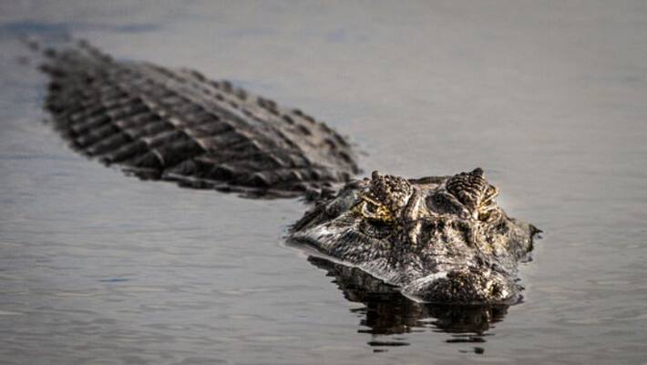 Crocodile Puja at Goa village for bounty in Poush month Crocodile Puja at Goa village for bounty in Poush month