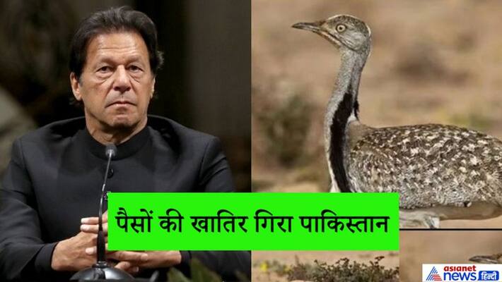 Pakistan PM Imran allows hunting of houbara bustard for money KPP Pakistan PM Imran allows hunting of houbara bustard for money KPP