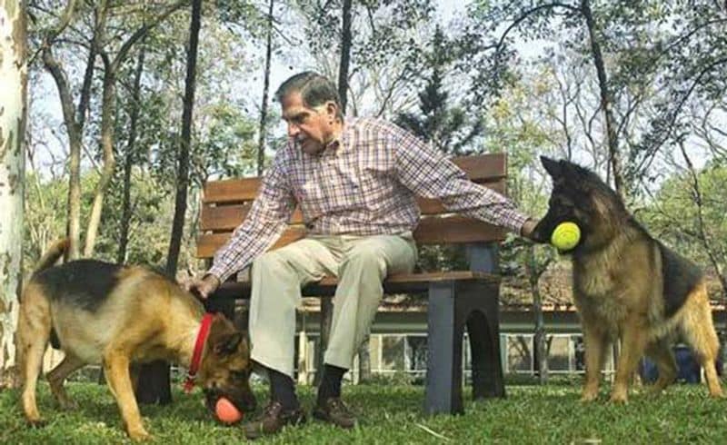 Priya Agarwal has strong bond with Ratan Tata For the love of dogs kpt