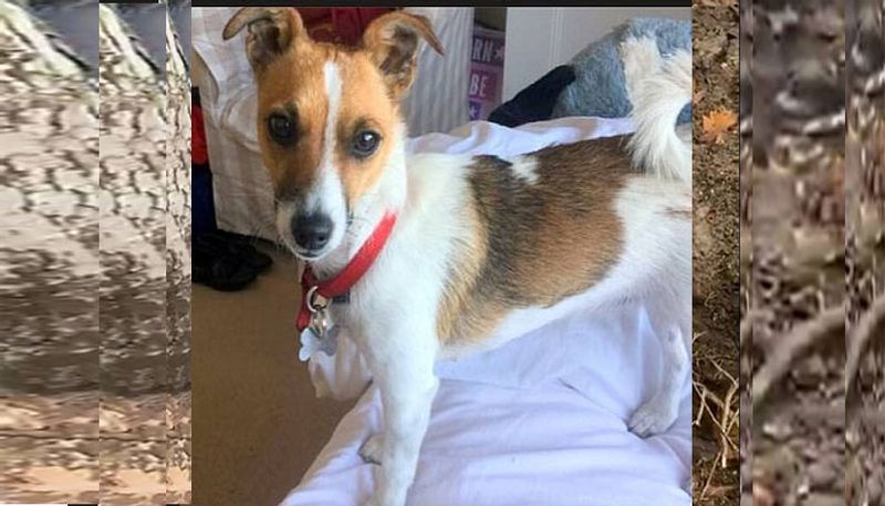 Frantic dog owner reunited with his Jack Russell after three days down a foxhole