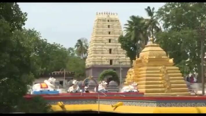 forest pigs in srisailam temple premises forest pigs in srisailam temple premises