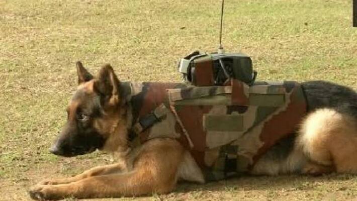 Army develops audio video surveillance system with bullet proof jacket for dogs Army develops audio video surveillance system with bullet proof jacket for dogs