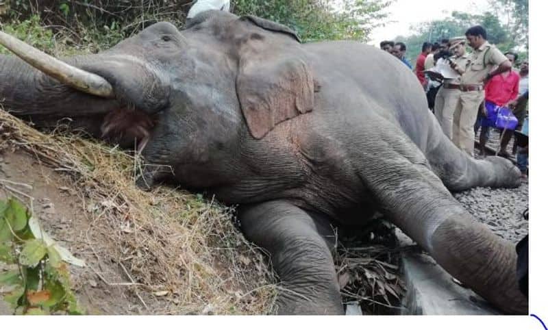 elephant died in an train accident