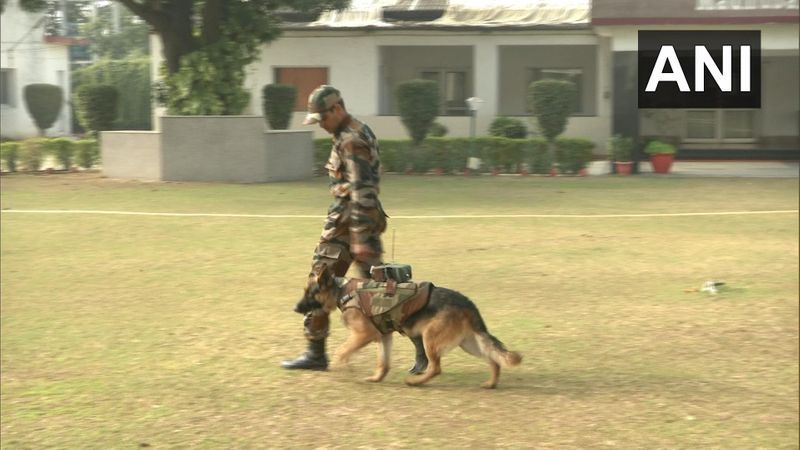 Indian Army is training special dogs with bullet proof jackets to defeat the enemy of the country kpn