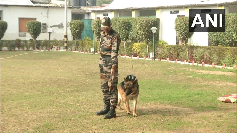 Indian Army is training special dogs with bullet proof jackets to defeat the enemy of the country kpn