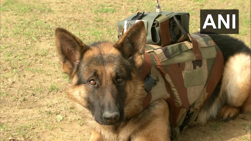 Indian Army is training special dogs with bullet proof jackets to defeat the enemy of the country kpn
