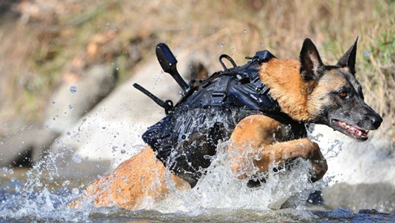 Indian Army is training special dogs with bullet proof jackets to defeat the enemy of the country kpn