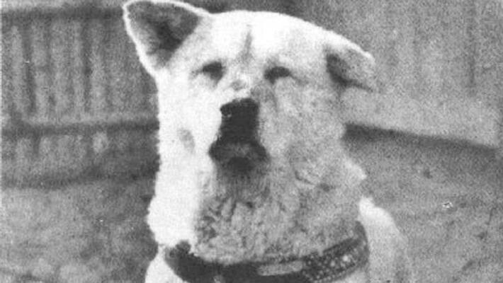 story of hachiko loyal dog waited almost ten years for his master story of hachiko loyal dog waited almost ten years for his master