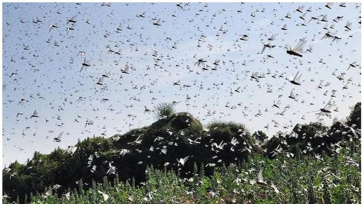 locust invasion from Pakistan ruined crops of Gujarat farmers locust invasion from Pakistan ruined crops of Gujarat farmers
