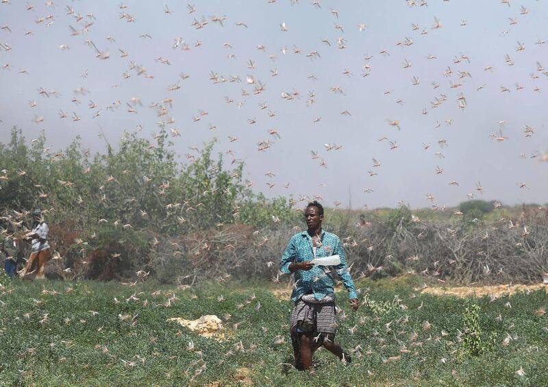 Covid 19, Amphan, and now locust swarm, rajasthan farmers in distress
