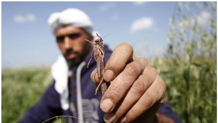Locust, a very small pest capable of damaging acres of crops in no time Locust, a very small pest capable of damaging acres of crops in no time