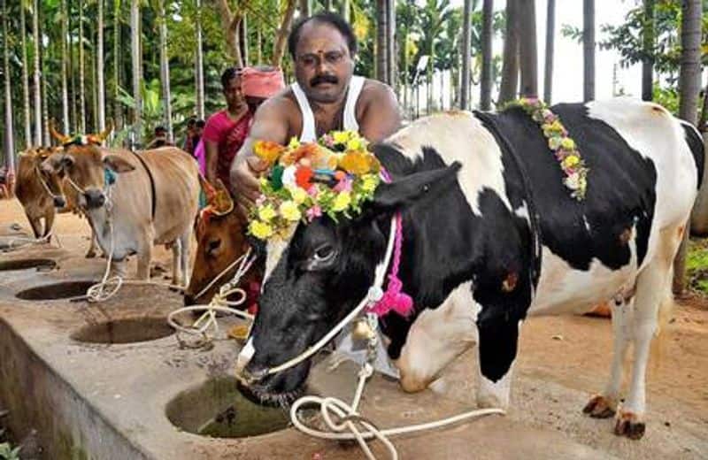 Pongal celebrated for the benefit of the brothers
