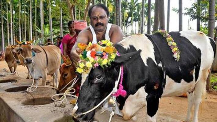 mattu pongal special article 2020 mattu pongal special article 2020