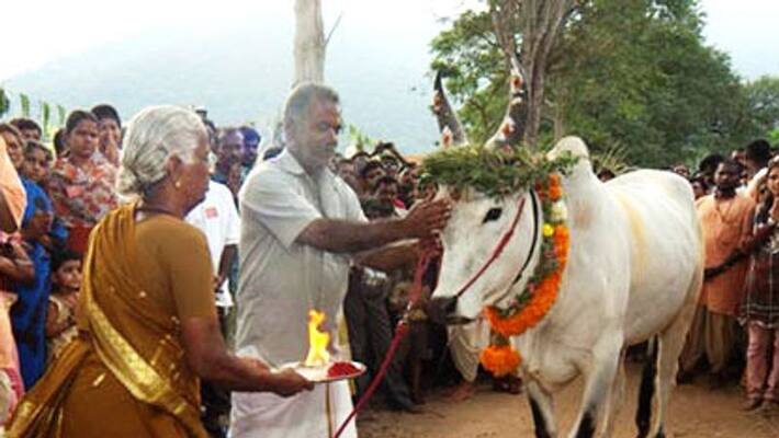 Pongal Special Mattu Pongal celebration reason and method Pongal Special Mattu Pongal celebration reason and method