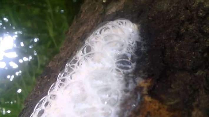 White Liquid Comes Out Of Neem Tree in Humanabad in Bidar District White Liquid Comes Out Of Neem Tree in Humanabad in Bidar District