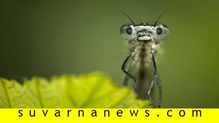 What Would Happen If All the Insects on Earth Disappeared What Would Happen If All the Insects on Earth Disappeared