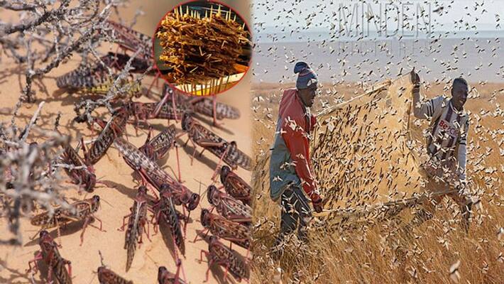 Massive locust invasion threatens Gujarat farmers Massive locust invasion threatens Gujarat farmers