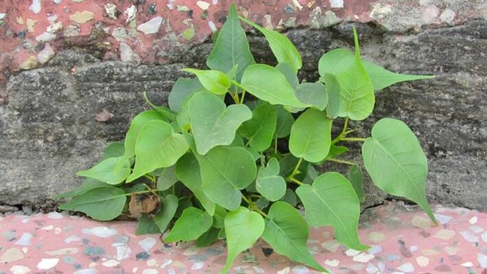 Sometimes remove tree may be affected in life maintain these rituals to avoid bad effects Sometimes remove tree may be affected in life maintain these rituals to avoid bad effects