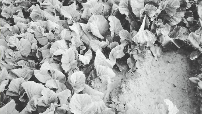 weather news temperature record winter in rajasthan temperture reached 3 and 4 in mount abu kpr