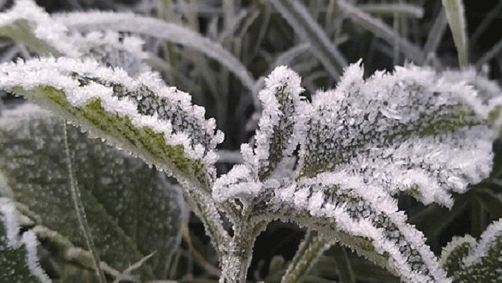 weather news temperature record winter in rajasthan temperture reached 3 and 4 in mount abu kpr