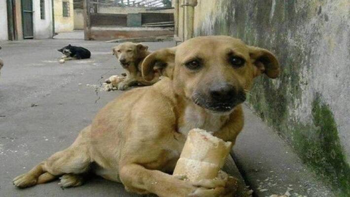 Multiple Dogs body found from hijli forest area Multiple Dogs body found from hijli forest area