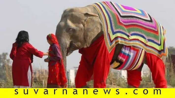 Mathura villagers provide woollen jumpers to elephant to protect it from cold Mathura villagers provide woollen jumpers to elephant to protect it from cold