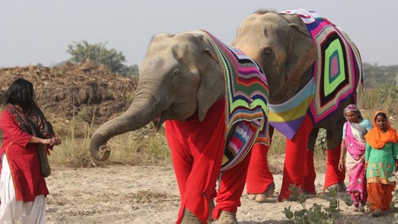 Women knitted sweater for protecting elephants from cold in winter kph