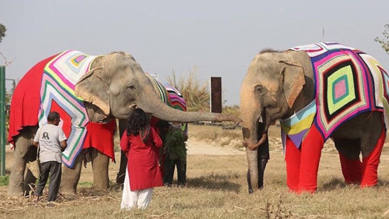 Women knitted sweater for protecting elephants from cold in winter kph