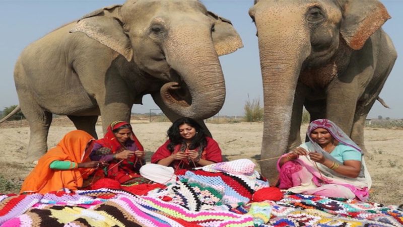 Women knitted sweater for protecting elephants from cold in winter kph