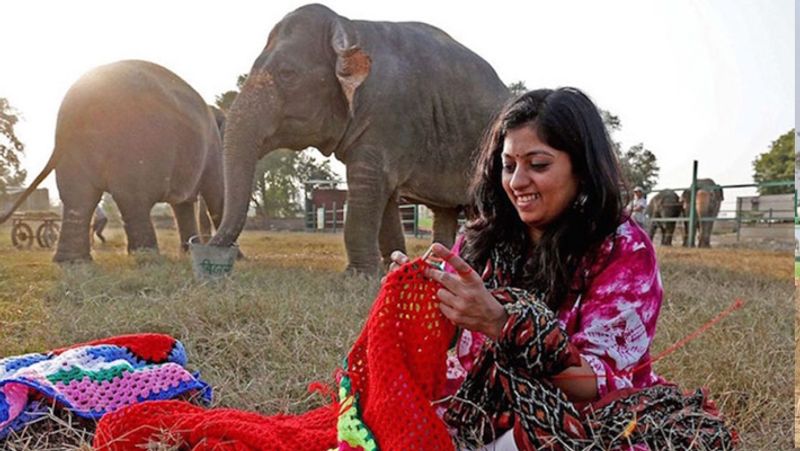 Women knitted sweater for protecting elephants from cold in winter kph