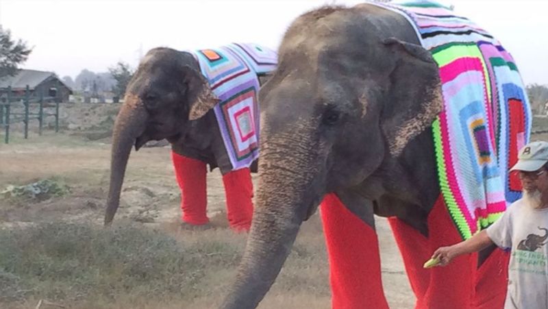 Women knitted sweater for protecting elephants from cold in winter kph