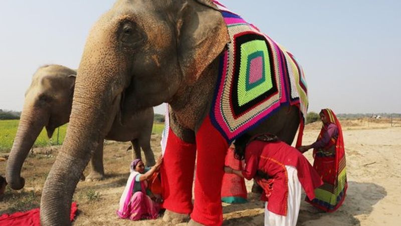 Women knitted sweater for protecting elephants from cold in winter kph