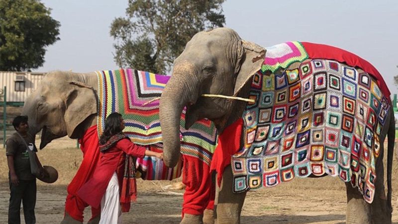 Women knitted sweater for protecting elephants from cold in winter kph