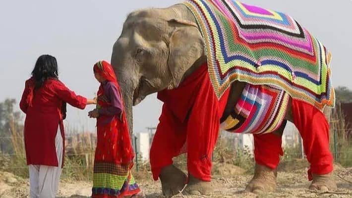 Picture of elephant wearing jumper in Mathura goes viral Picture of elephant wearing jumper in Mathura goes viral