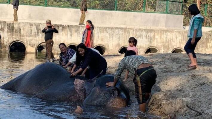 Tourist can take part in elephant bathing at Bengal Safari park Tourist can take part in elephant bathing at Bengal Safari park