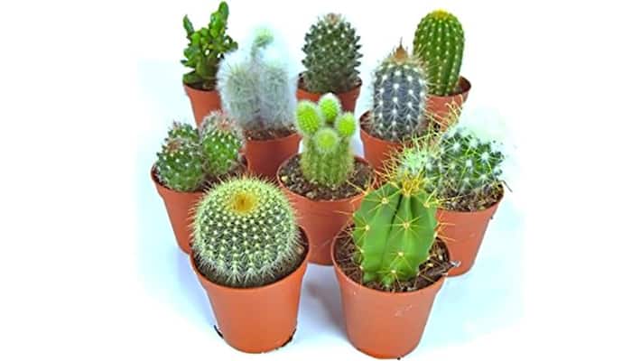 Harvesting plants keep troubles at home, this plant increases love in husband and wife KPI Harvesting plants keep troubles at home, this plant increases love in husband and wife KPI