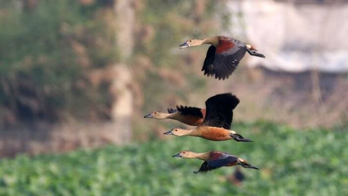 Thousands of migrant birds gather at a lake in Bandel Thousands of migrant birds gather at a lake in Bandel