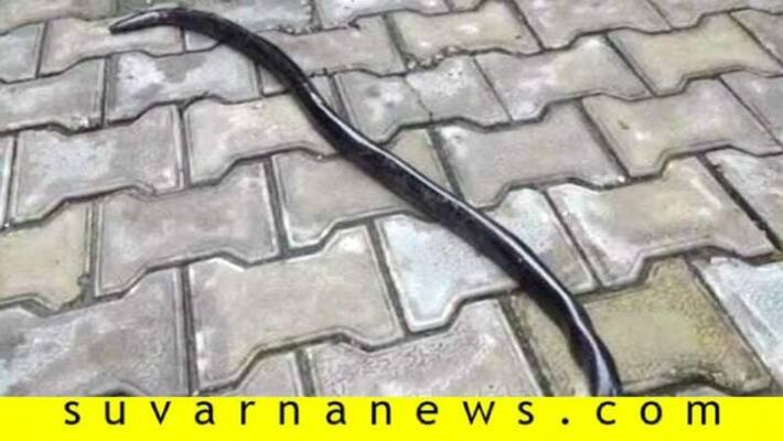 Red Sand Boa Snake Worth Rs 1 Crore 25 lakh Rescued In Madhya Pradesh Red Sand Boa Snake Worth Rs 1 Crore 25 lakh Rescued In Madhya Pradesh