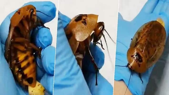 Doctors Saved the life of Pregnant Cockroach to do Cesarean Delivery KPI Doctors Saved the life of Pregnant Cockroach to do Cesarean Delivery KPI
