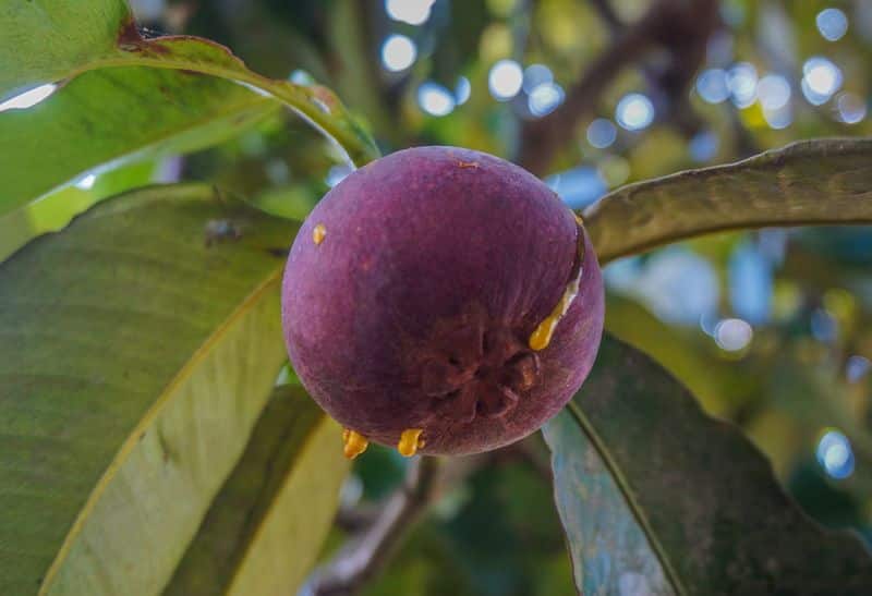 how to grow Mangosteen? and uses of Mangosteen