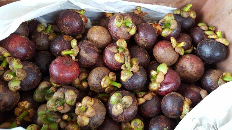 how to grow Mangosteen? and uses of Mangosteen