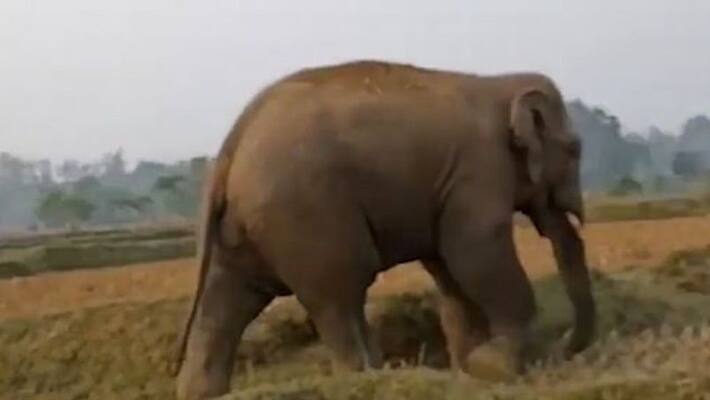 wild elephant attack in nilambur wild elephant attack in nilambur