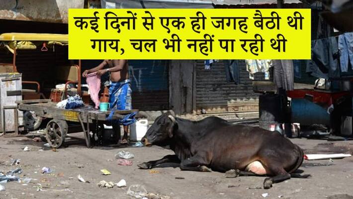 59000 rupees cheated for helping a cow in Seemapuri Delhi kpn 59000 rupees cheated for helping a cow in Seemapuri Delhi kpn