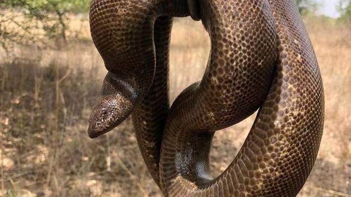 Rare species of snake worth 1.25 crore rescued in Madhya Pradesh Rare species of snake worth 1.25 crore rescued in Madhya Pradesh