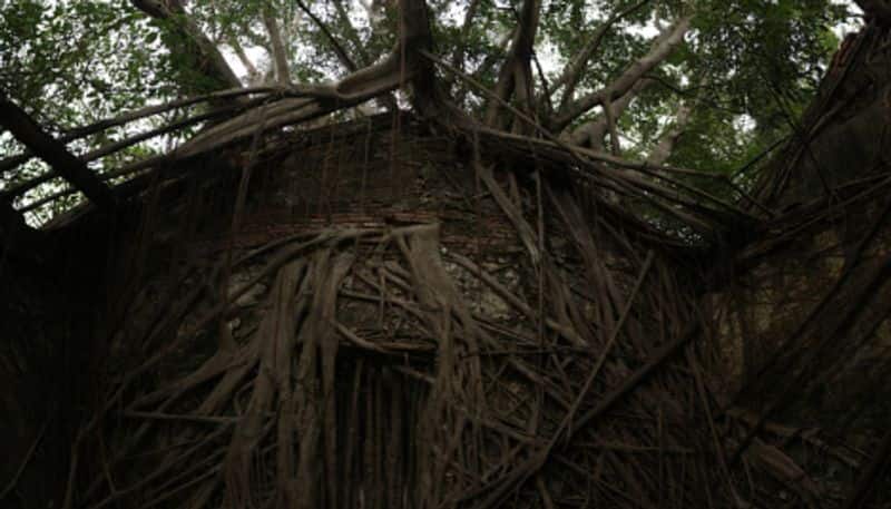 Pipal and Banyan tree remove from house may be affected maintain these rituals to avoid bad effects