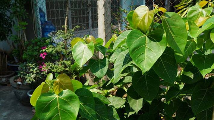 Pipal and Banyan tree remove from house may be affected maintain these rituals to avoid bad effects Pipal and Banyan tree remove from house may be affected maintain these rituals to avoid bad effects