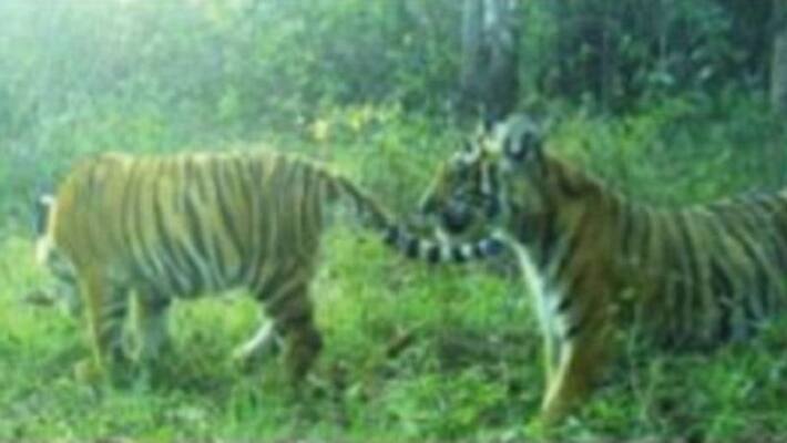 two tigers Captured on Camera in Bandipur two tigers Captured on Camera in Bandipur