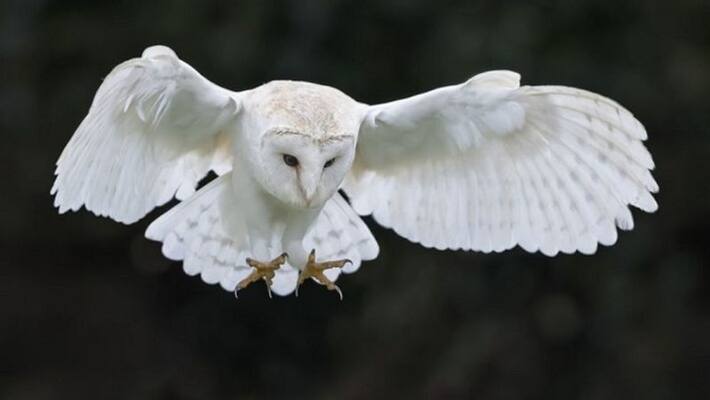 rare white owl saved in udupi rare white owl saved in udupi