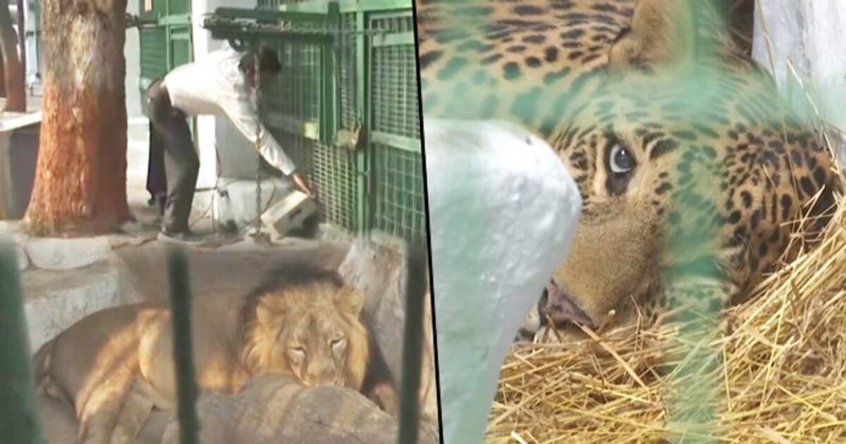 Ahmedabad Zoo makes special arrangements to keep animals warm