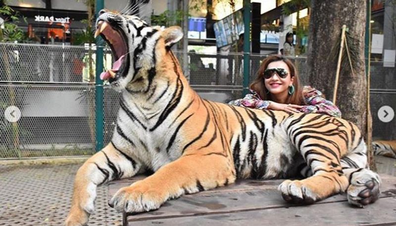 বাঘ মামার হাই আর কৌশানির আয়েষি- রাজারও তো ঘুম পায়। তাহলে! তাই ফোটো সেশনের ধার না ধেরেই বিশালাকার রয়্যাল বেঙ্গল টাইগার রীতিমতো হাই তুলল। আর সেই সুযোগে রীতিমতে হাত বিছিয়ে ফটাস করে ছবি তুলে ফেলেন কৌশানি।